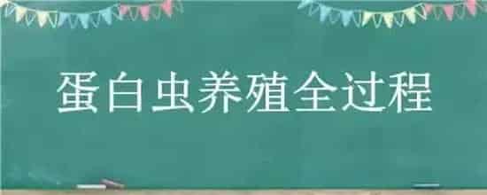 蛋白虫养殖全过程