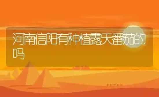河南信阳有种植露天番茄的吗 | 养殖资料投稿