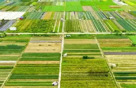 基本农田可以建蔬菜大棚吗？