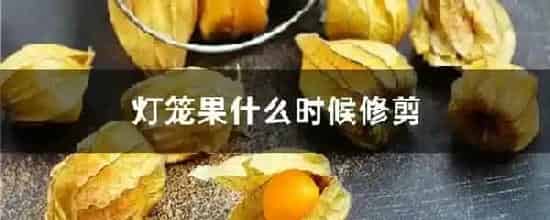 灯笼果什么时候修剪