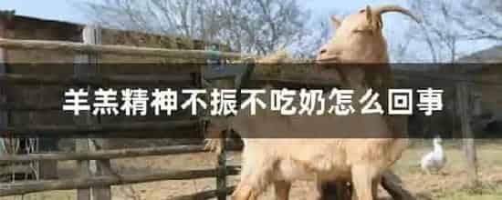 羊羔精神不振不吃奶怎么回事