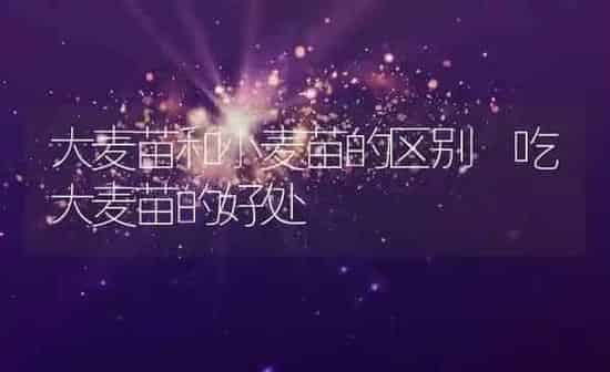 大麦苗和小麦苗的区别 吃大麦苗的好处 | 养殖资料投稿