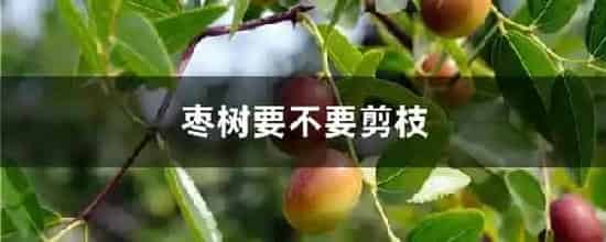枣树要不要剪枝