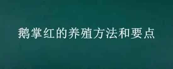鹅掌红的养殖方法和要点