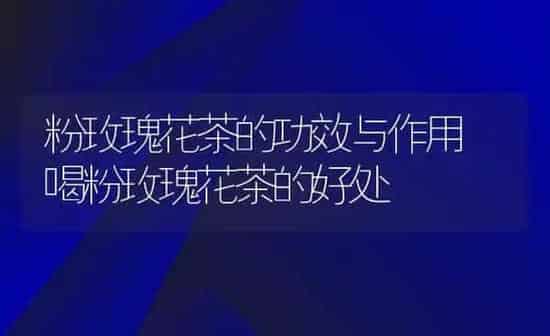 粉玫瑰花茶的功效与作用 喝粉玫瑰花茶的好处 | 养殖资料投稿