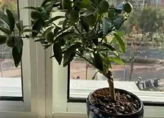 树木|房前适合种什么树
