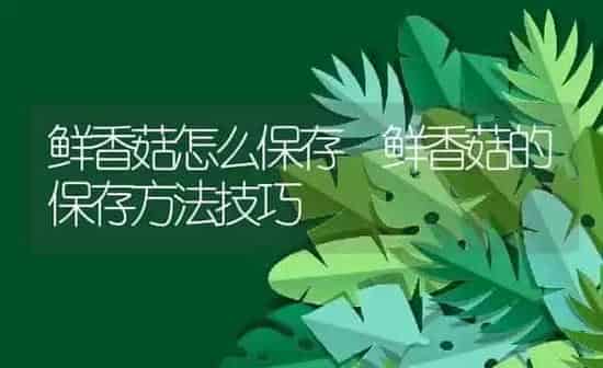 鲜香菇怎么保存 鲜香菇的保存方法技巧 | 养殖资料投稿