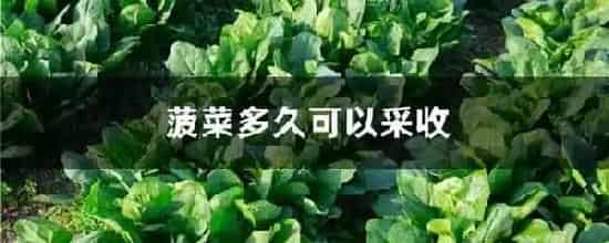 菠菜多久可以采收