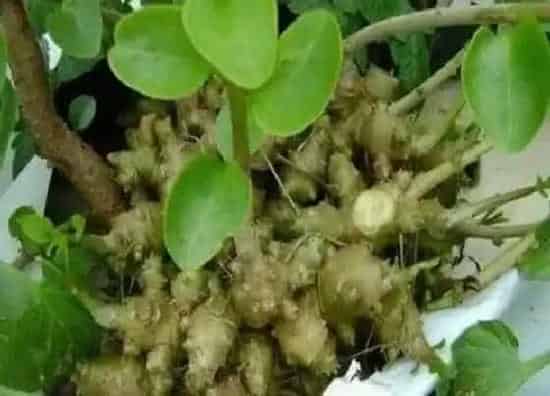 种植前景|田七什么时候收获最好 采收时间