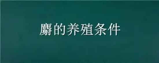麝的养殖条件