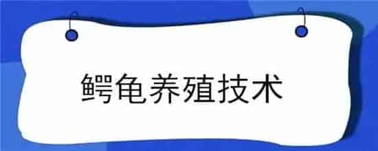 鳄龟养殖技术