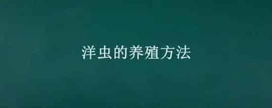 洋虫的养殖方法