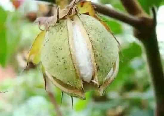 农作物|棉花是什么作物 属于什么带作物