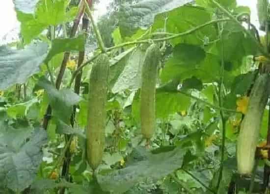 种菜|六七月份适合种什么菜