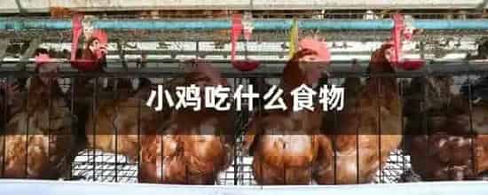 小鸡吃什么食物