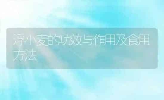 浮小麦的功效与作用及食用方法 | 养殖资讯