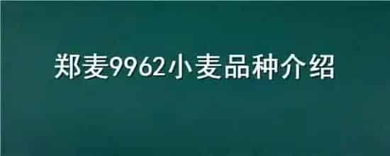 郑麦9962小麦品种介绍