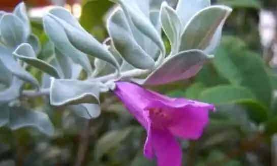 玉芙蓉的养殖方法和注意事项