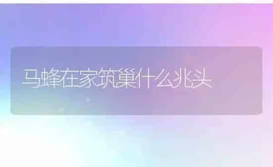 马蜂在家筑巢什么兆头 | 养殖资讯
