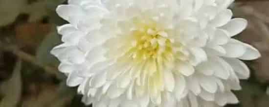 白兰花养殖方法