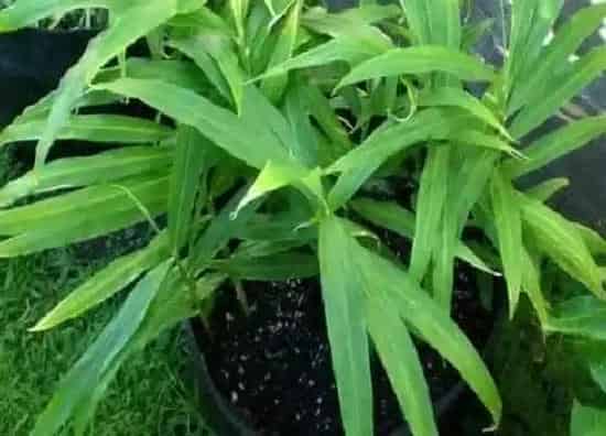 种菜|北面阳台适合种什么蔬菜