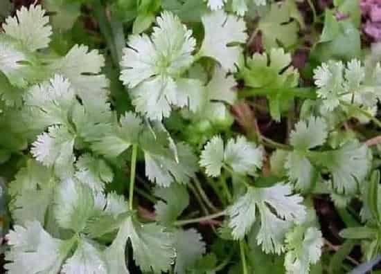 种菜|北面阳台适合种什么蔬菜