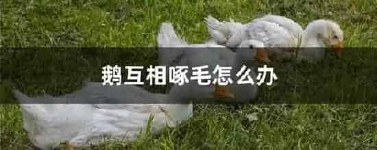 鹅互相啄毛怎么办