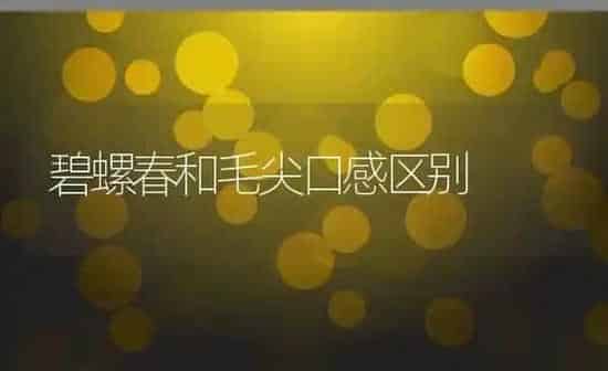 碧螺春和毛尖口感区别 | 养殖资料投稿