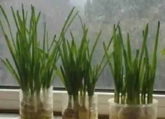 种菜|北面阳台适合种什么蔬菜