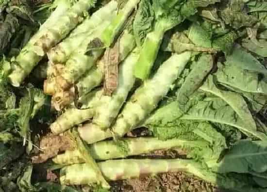 蔬菜|莴苣是什么菜