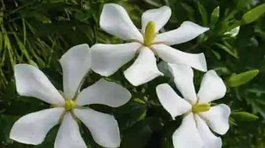 栀子花养殖方法 养殖栀子花的注意事项