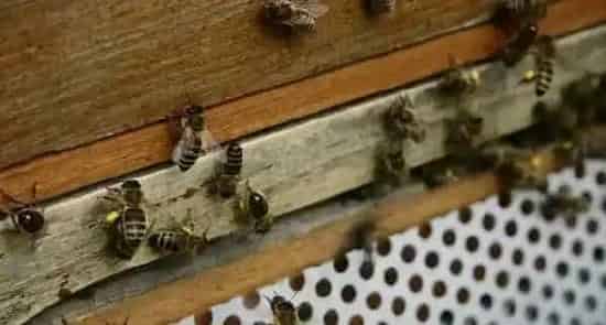 意蜂可以定点养殖吗？