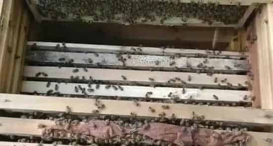 土蜂养殖技术及注意事项