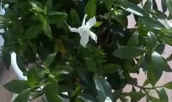 铁茉莉的养殖方法 铁茉莉掉叶子怎么回事