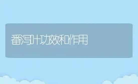 番泻叶功效和作用 | 养殖资料投稿