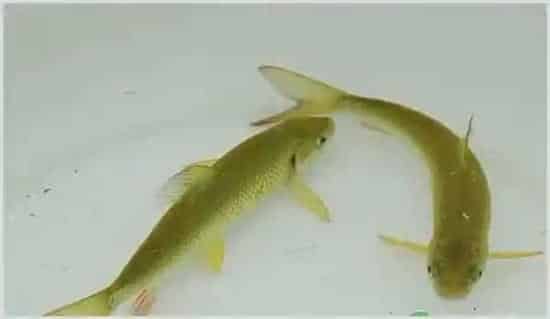 泰山赤鳞鱼的价格怎样？养殖前景好吗？ | 热门养殖项目