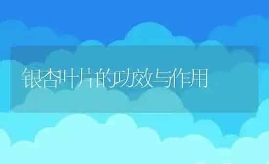 银杏叶片的功效与作用 | 养殖资料投稿