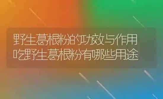 野生葛根粉的功效与作用 吃野生葛根粉有哪些用途 | 养殖资料投稿