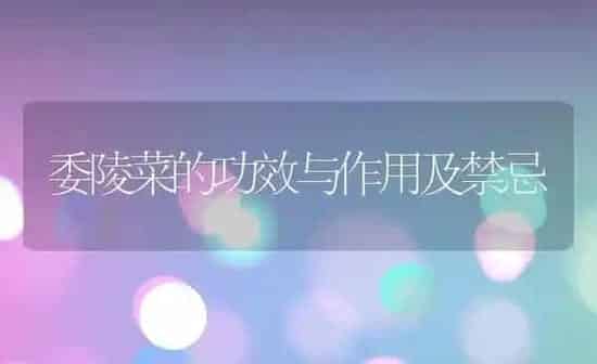 委陵菜的功效与作用及禁忌 | 养殖资料投稿