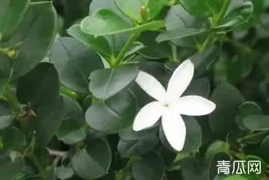 铁茉莉的养殖方法 铁茉莉掉叶子怎么回事