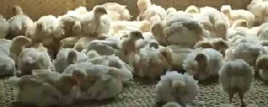肉鸡如何控料