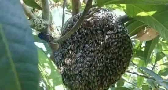 黑小蜜蜂能人工养殖吗