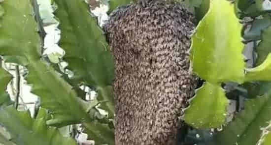 黑小蜜蜂能人工养殖吗