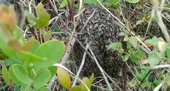 黑小蜜蜂能人工养殖吗