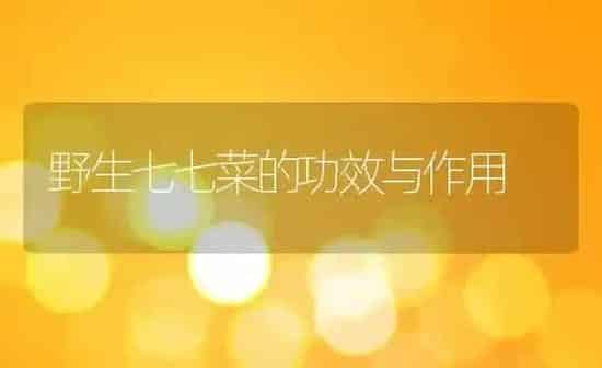 野生七七菜的功效与作用 | 养殖资料投稿