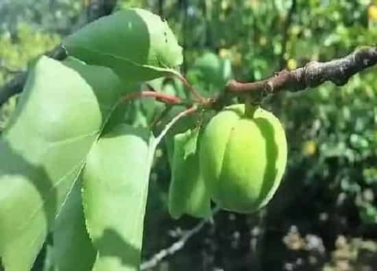 种植前景|杏子南方可以种吗