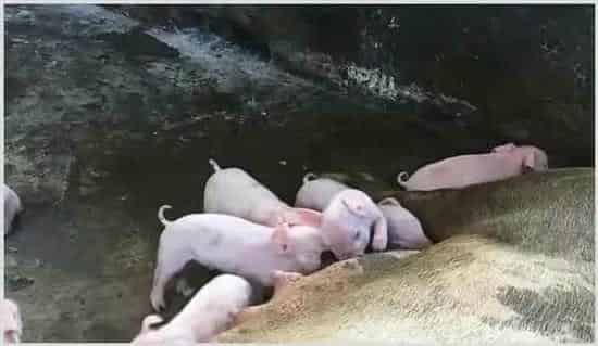 农村有哪些养殖项目不愁销路?这几个都比打工强! | 养殖赚钱项目