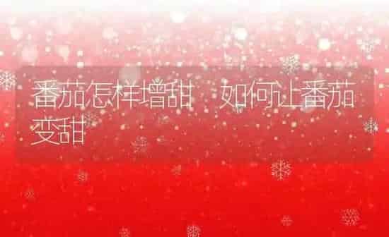 番茄怎样增甜 如何让番茄变甜 | 养殖资料投稿