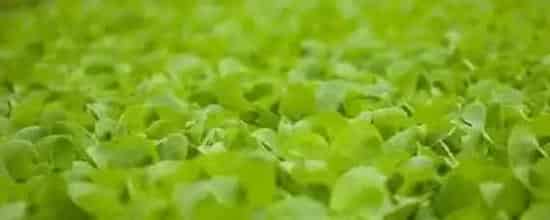 11月份适合种植什么农作物