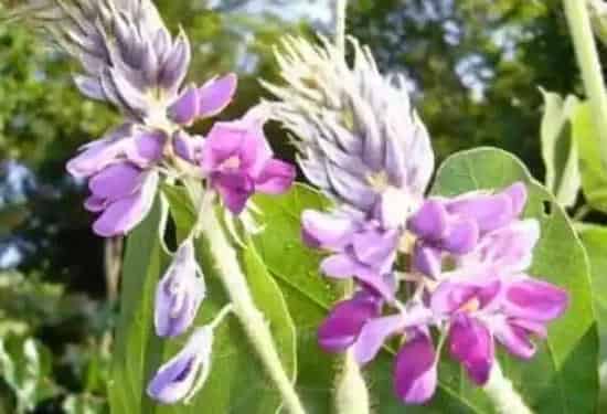 紫葛花怎么吃 紫葛花怎么做好吃